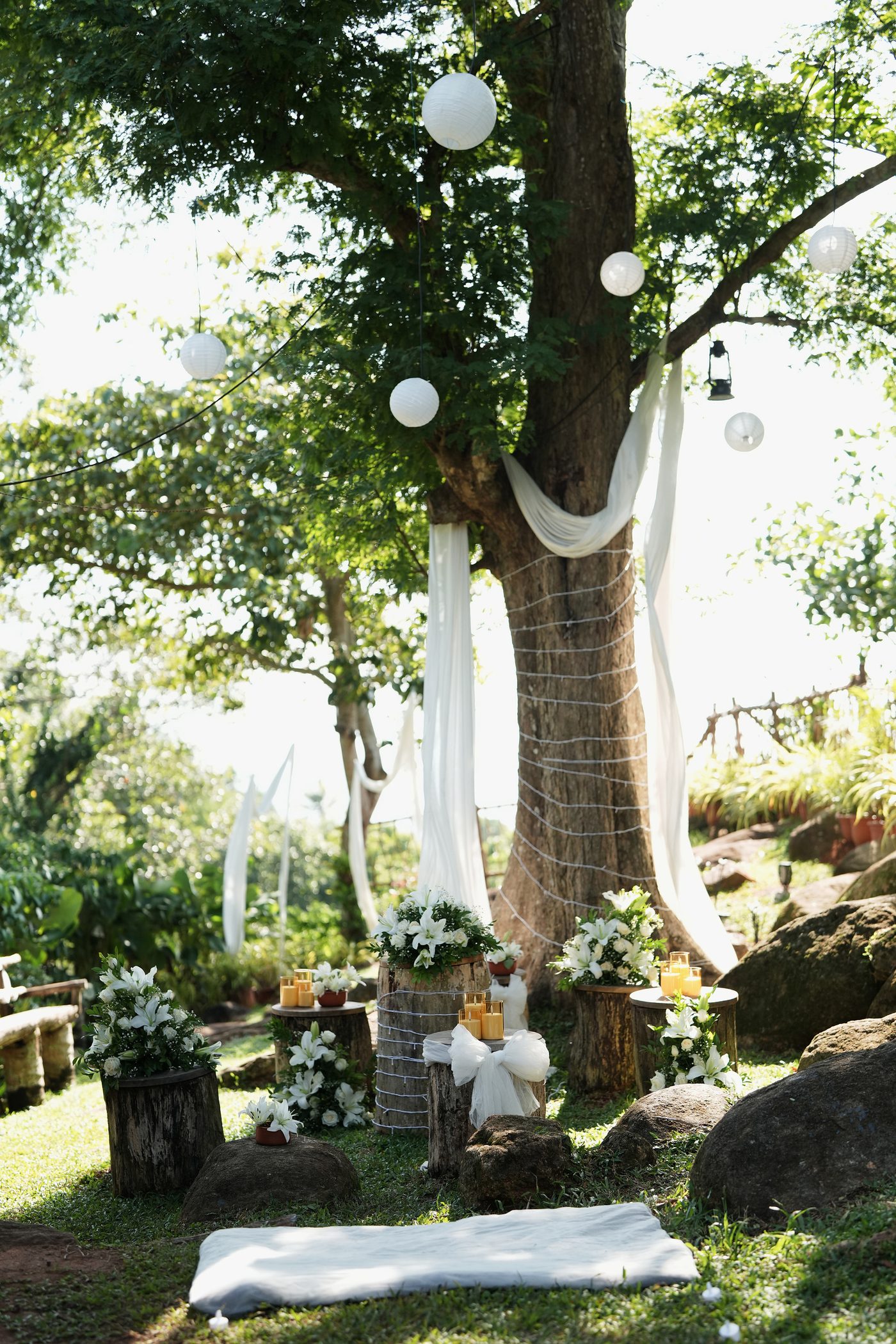 The big old tree in the garden, hung with paper lanterns and white drapes for a celebration